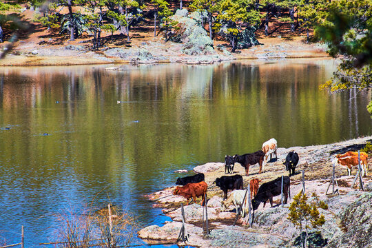 cown in the coast of the lake and forest in the background, arareco lake in creel chihuahua 