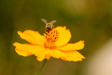 bee on yellow flower