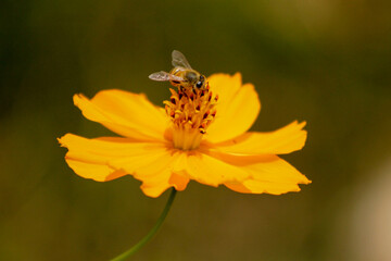 bee on a flower