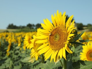 Beautiful sunflower growing in field on sunny day