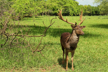 Beautiful deer stag on green grass in safari park