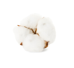 Fototapeta na wymiar Beautiful fluffy cotton flower isolated on white