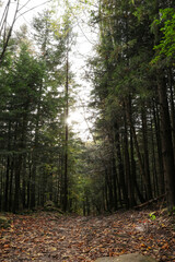 Picturesque view pathway among trees in beautiful forest on autumn day