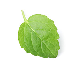 Fresh lemon balm leaf isolated on white, top view
