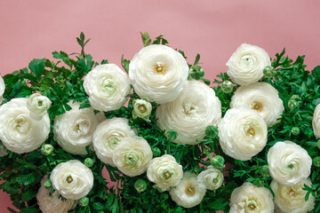 White ranunculus flowers border on pink background.Floral card in delicate white and pink colors. buttercup flowers background.Beautiful floral background. 