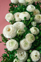 White ranunculus flowers border .Floral card in delicate white and pink colors. buttercup flowers background.Beautiful floral background. 