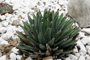 Beautiful green agave growing outdoors. Succulent plant