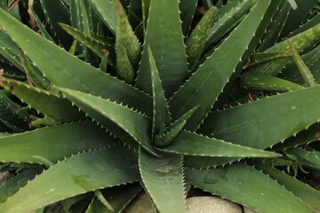 Aloe vera growing outdoors, above view. Succulent plant