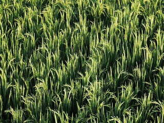 green wheat field