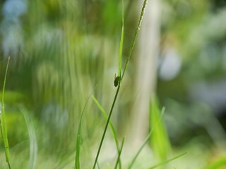 dragonfly on a green grass