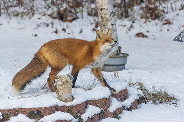A Young Red Fox During Winter in Alaska
