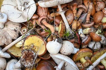 Basket full of raw mushrooms picked in nature. Fresh mushroom. Boletus, champignon, parasol.