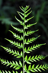 Fern leaves nature green color texture background selective focus