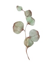 Silver dollar eucalyptus branch with leaves. Watercolor painting isolated on white background.. 