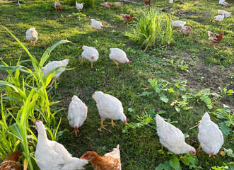 Cornish Cross and Freedom Ranger Chicken's walking through a green field.  