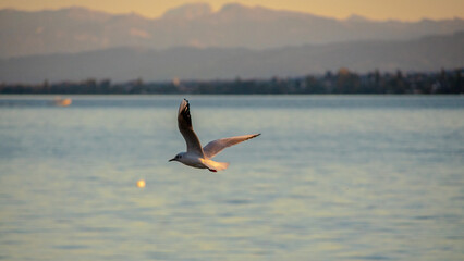Möwe fliegt über den See 