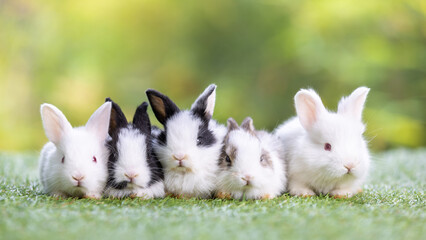 Lovely bunny easter fluffy new born baby rabbits on green garden nature background on warmimg day....