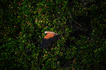 A black-collared hawk (Busarellus nigricollis) flying at dawn above the Guaporé - Itenez river near the village of Remanso, Beni Department, Bolivia, on the border with Rondonia state, Brazil
