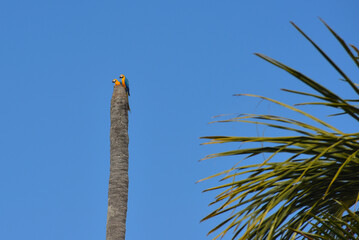 A pair of blue-and-yellow macaws (Ara ararauna) perching on the trunk of a palm tree in the Amazonian wetlands near Cabixi, Rondônia state, Brazil © Pedro
