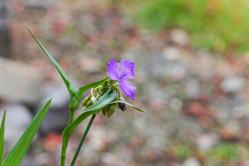 光を浴びて輝く満開のオオツユクサの花