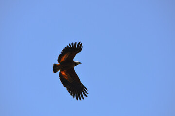 A black-collared hawk (Busarellus nigricollis) flying above the Guaporé - Itenez river near the village of Remanso, Beni Department, Bolivia, on the border with Rondonia state, Brazil