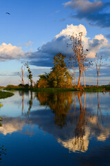 Bare trees full of neotropic cormorants (Nannopterum brasilianum) at sunset in the wetlands of the Guapor&eacute;-Itenez river, near Remanso, Beni Department, Bolivia, on the border with Rondonia, Brazil