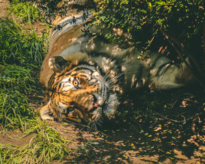 tiger in the jungle