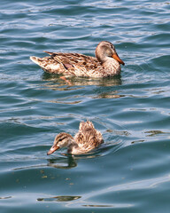 duck, duck