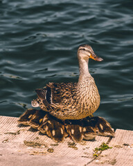ducklings