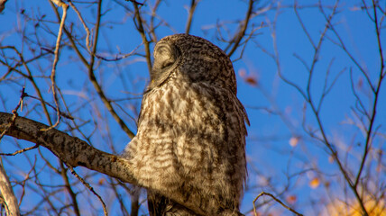 great horned owl