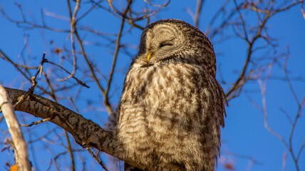 great horned owl