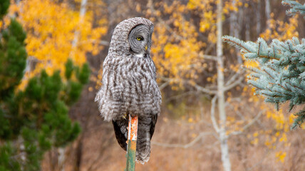 great horned owl