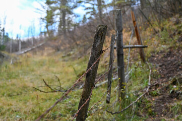 Fototapeta na wymiar fence in the forest