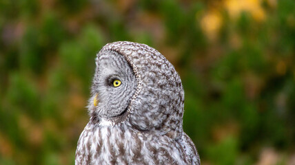 great horned owl