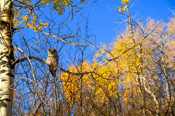 owl on a tree