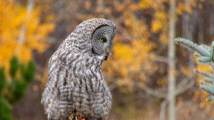 great horned owl