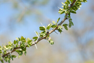 granjay flora of towns of southern mexico