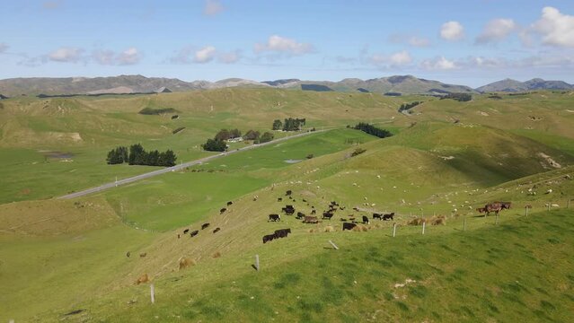Cattle roaming the hilly landscape of south New Zealand