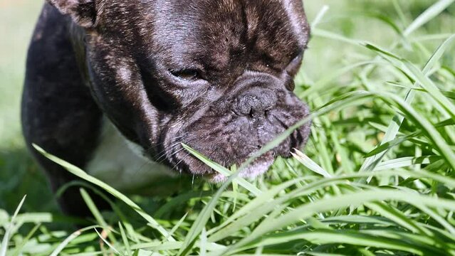 Closeup Portrait Of Greedy Young French Bulldog Eating Grass. - Slow Motion