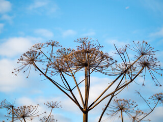 dry hogweed against the background of the sky