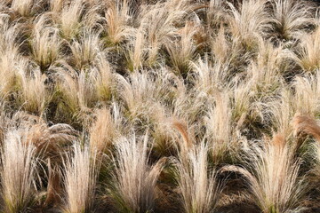 yellow grass on hillside