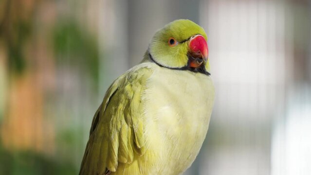 Green Ring-necked Parakeet Yawning perched in Osan Birds Park - head close-up.Rose-ringed parakeet Psittacula krameri