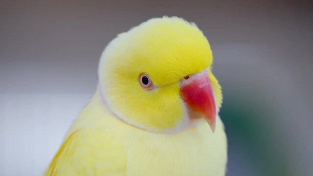 Head close-up of Yellow Rose-ringed parakeet (Psittacula krameri)