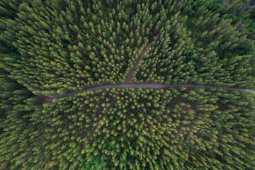 Aerial view green forest landscape  aerial natural scenery of pine trees and contrasting road path country path through pine trees adventure travel concept