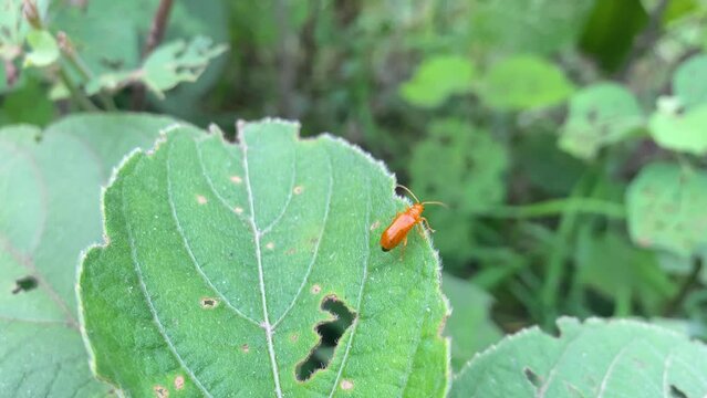 Closeup of orange Pumpkin beetle eating crop leaves, insect infestation, day