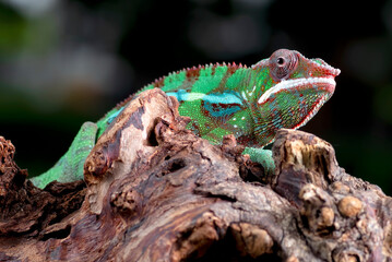 Green chameleon panther on a tree