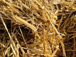 Dry straw of haystack in closeup