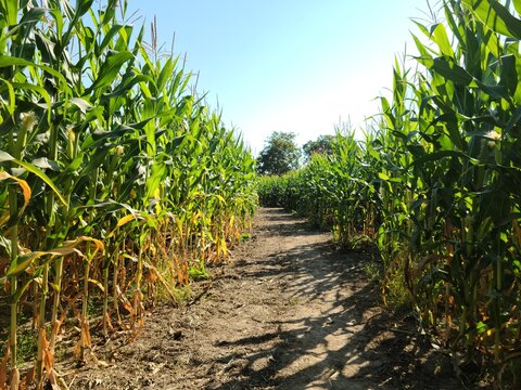 Path in corn maze at pumpkin patch farm