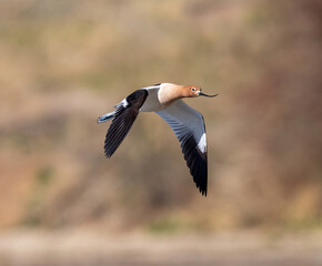 American Avocet approaching in flight with a soft outdoor background. Close up view.