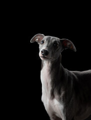Portrait of a nice dog on a black background in the studio. Beautiful pet, Whippet breed
